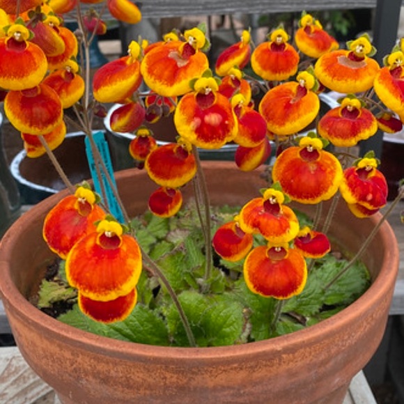 Meet your Posher, Heather - Picture 1 of 1